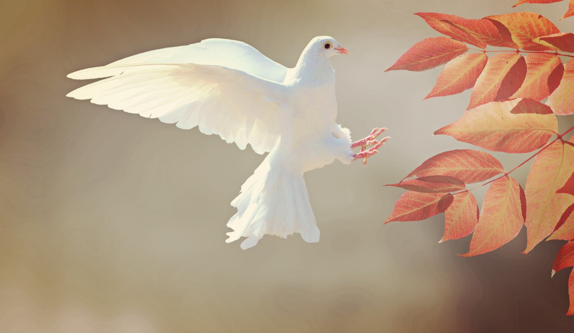 Dove Viewing 1170×679