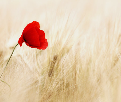 Red Flower Register Funeral 515×434
